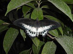 Dsc00044b